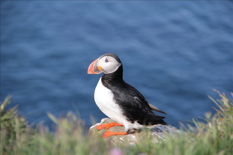 Puffin 1.JPG