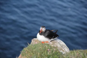 Puffin.jpg