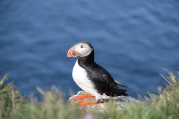 Puffin1.jpg
