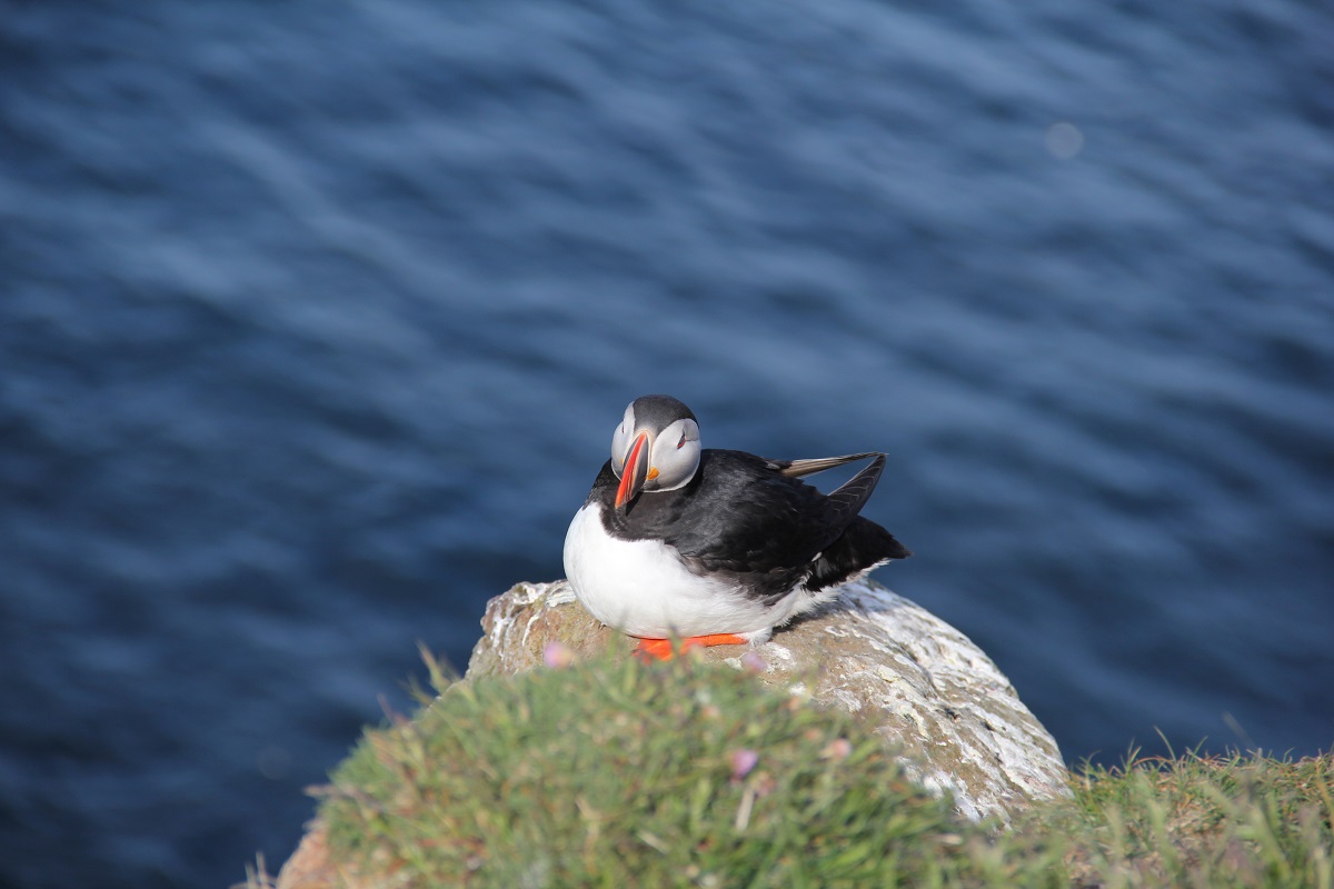 Puffin.jpg