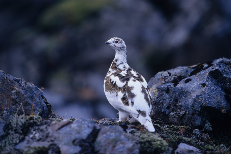 Iceland - ptarmigan.jpg