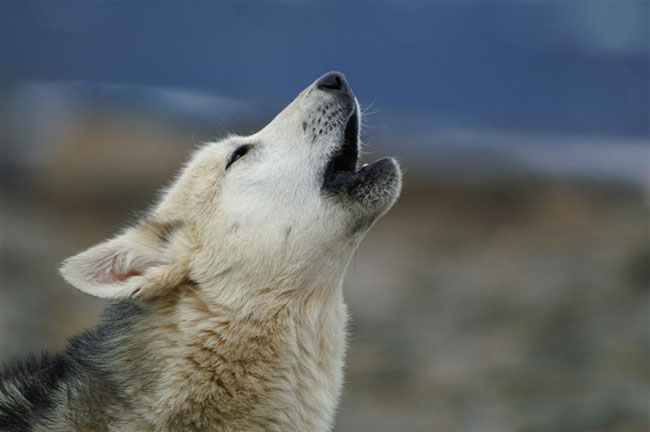 Ilulissat_dog.jpg