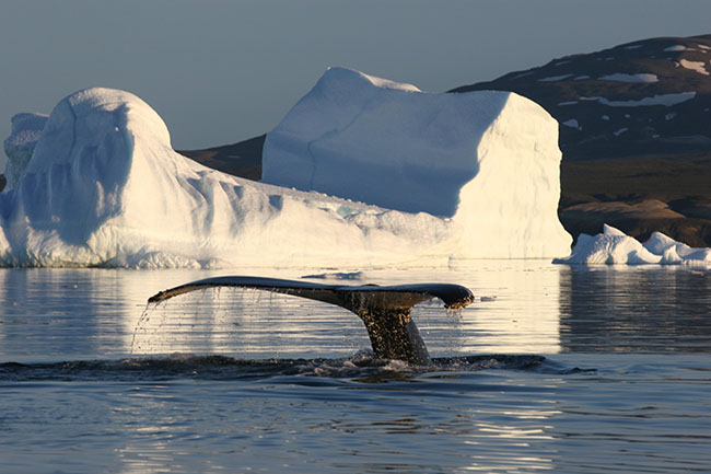Ililissat_whale.jpg