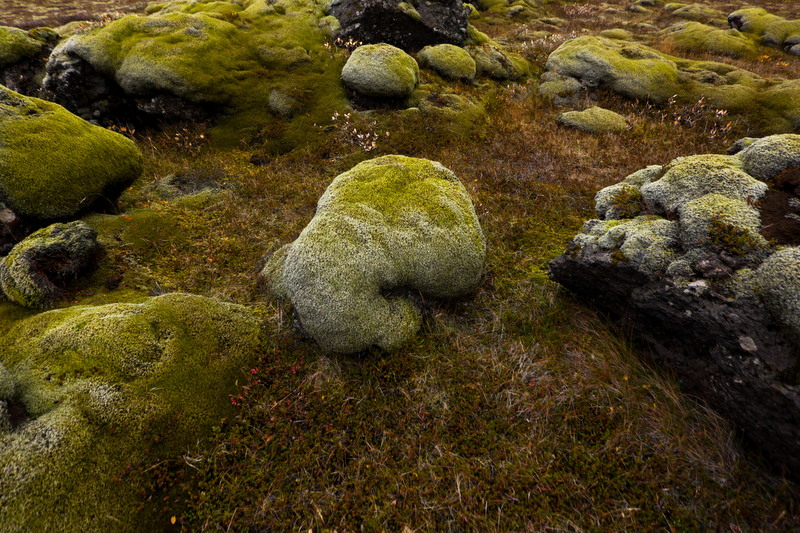 Moss.jpg