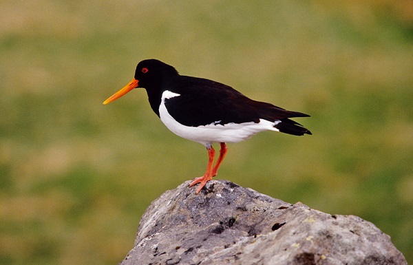 Birds%20in%20Iceland.jpg