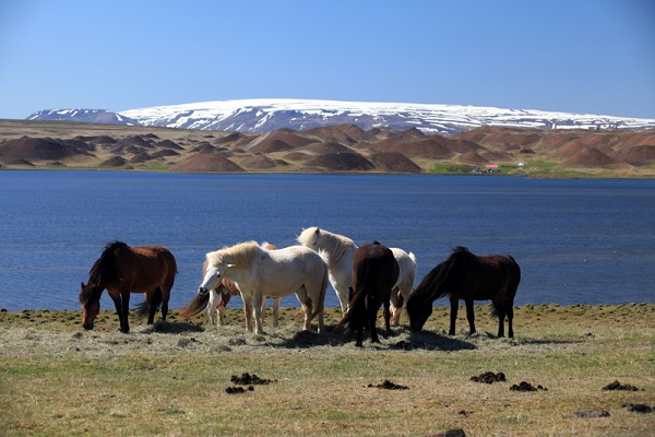 Horses%20in%20Iceland.jpg