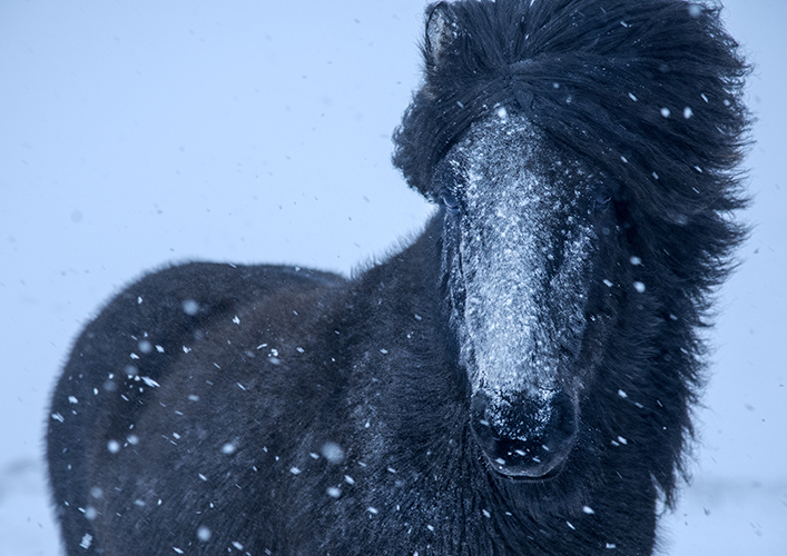 hestur í skafr_8HS3137.jpg