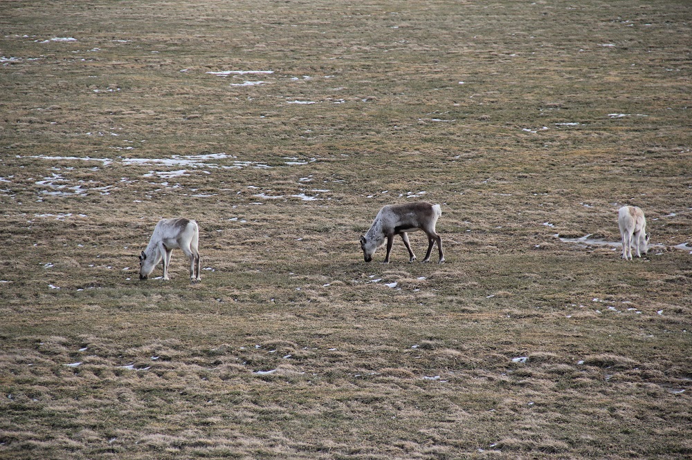 ReindeerEastFhjords1.jpg