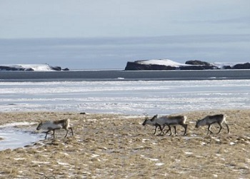 wild-reindeer-south-coast.jpg