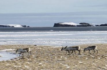 wild-reindeer-south-coast.jpg