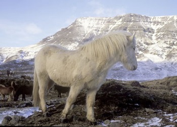 skagafjörður-horse-winter.jpg