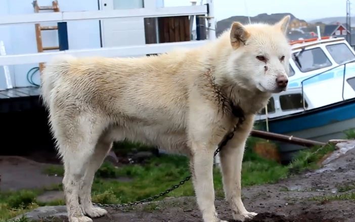 Sisimiut dog.JPG