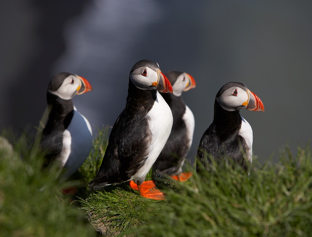 Lundi 003 Visiticeland